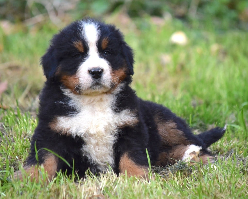 De la Ferme de la Pessoutie - Chiots disponibles - Bouvier Bernois