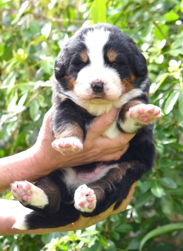 De la Ferme de la Pessoutie - Chiots disponibles - Bouvier Bernois