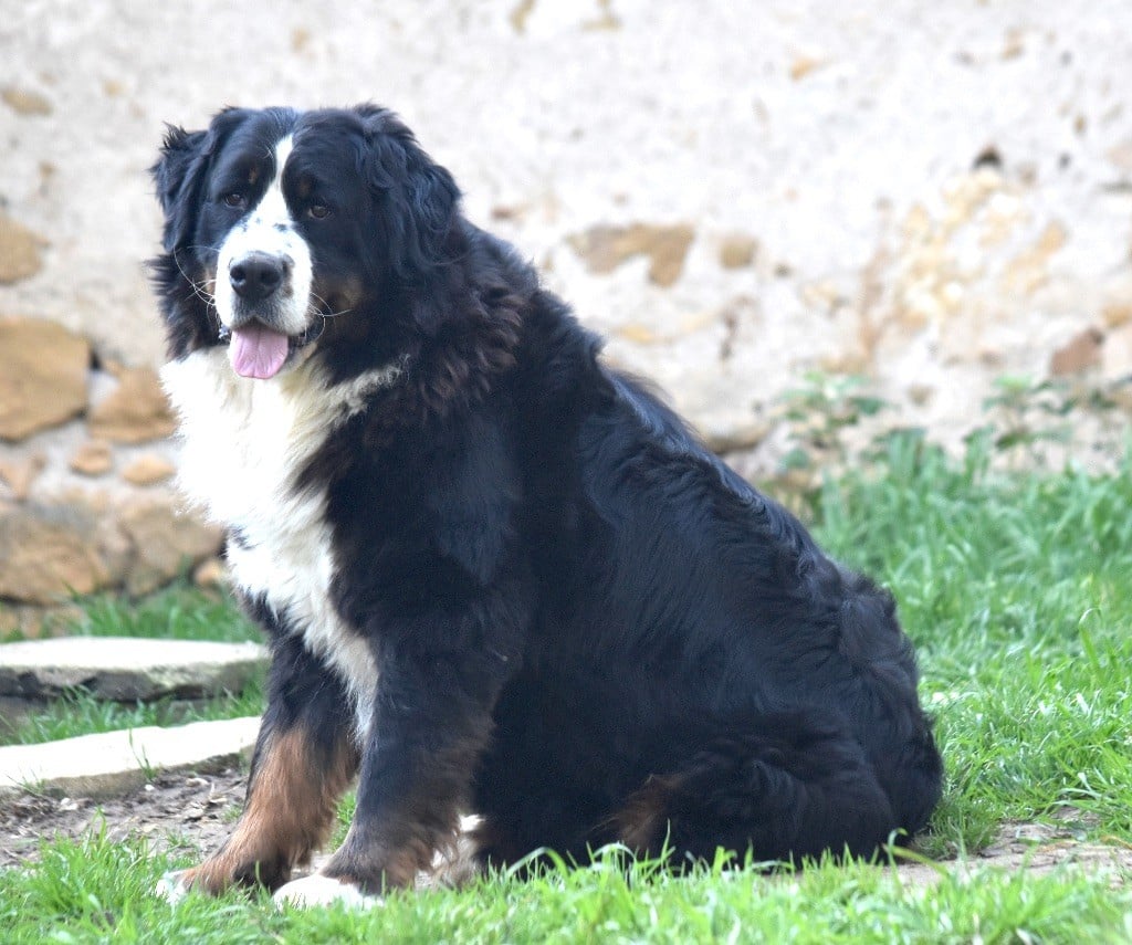 Chiot Bouvier Bernois De la Ferme de la Pessoutie