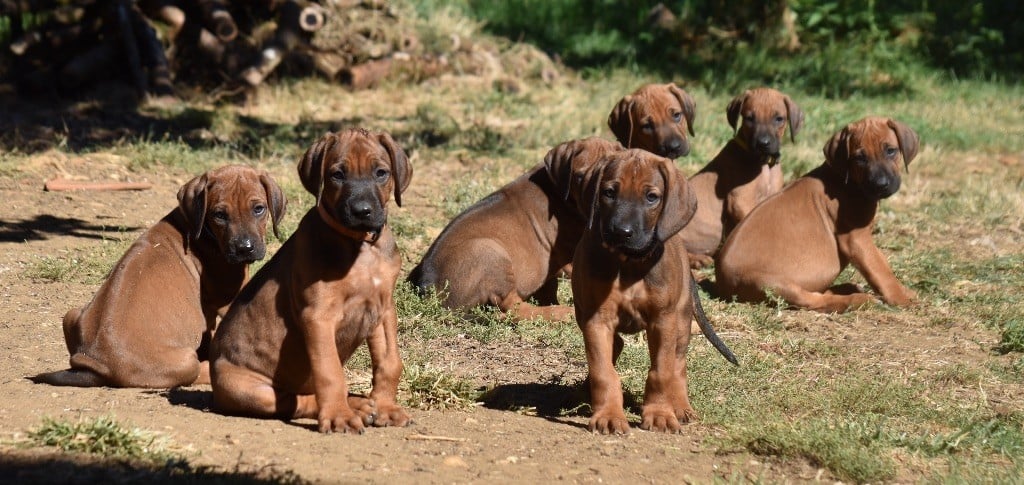 De la Ferme de la Pessoutie - Rhodesian Ridgeback - Portée née le 29/08/2023