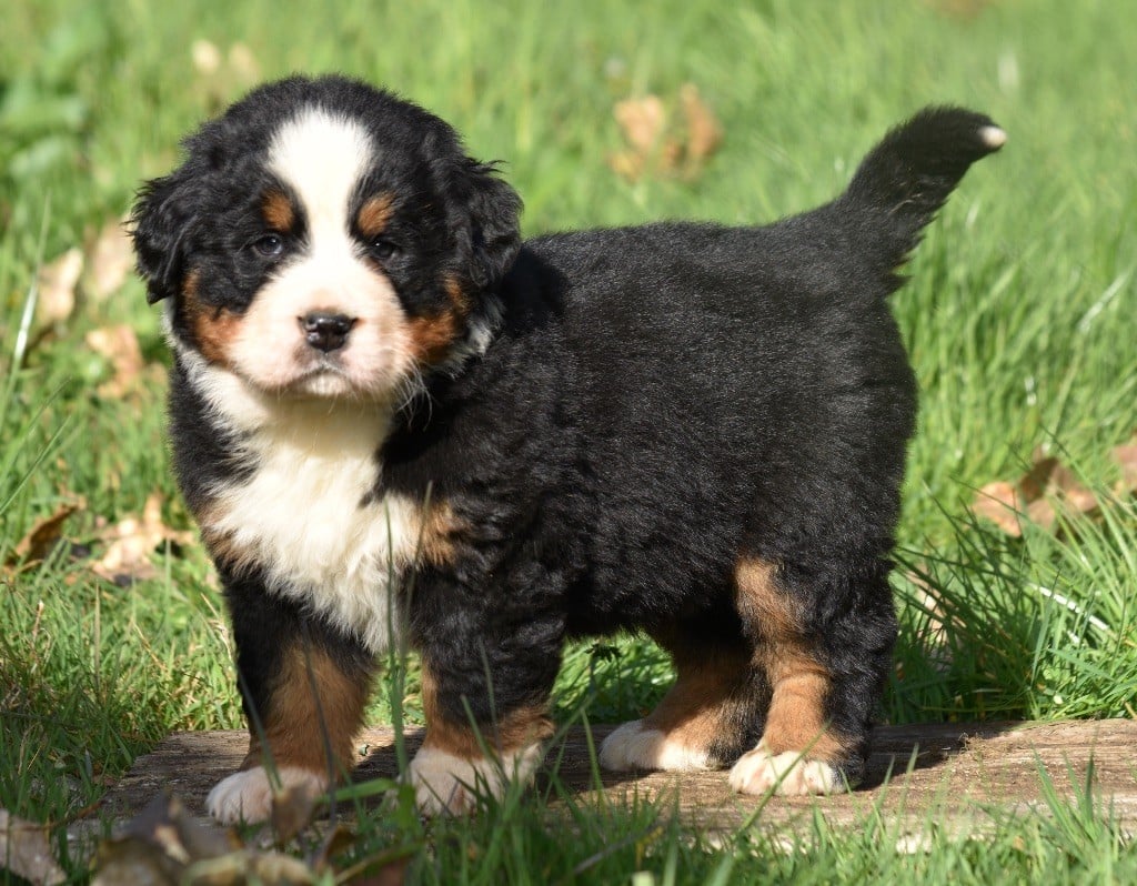 De la Ferme de la Pessoutie - Chiots disponibles - Bouvier Bernois