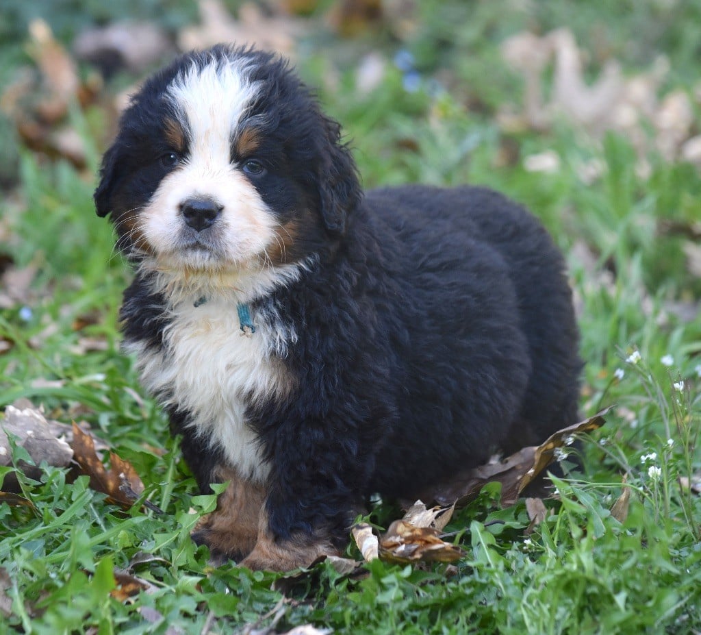 De la Ferme de la Pessoutie - Chiots disponibles - Bouvier Bernois