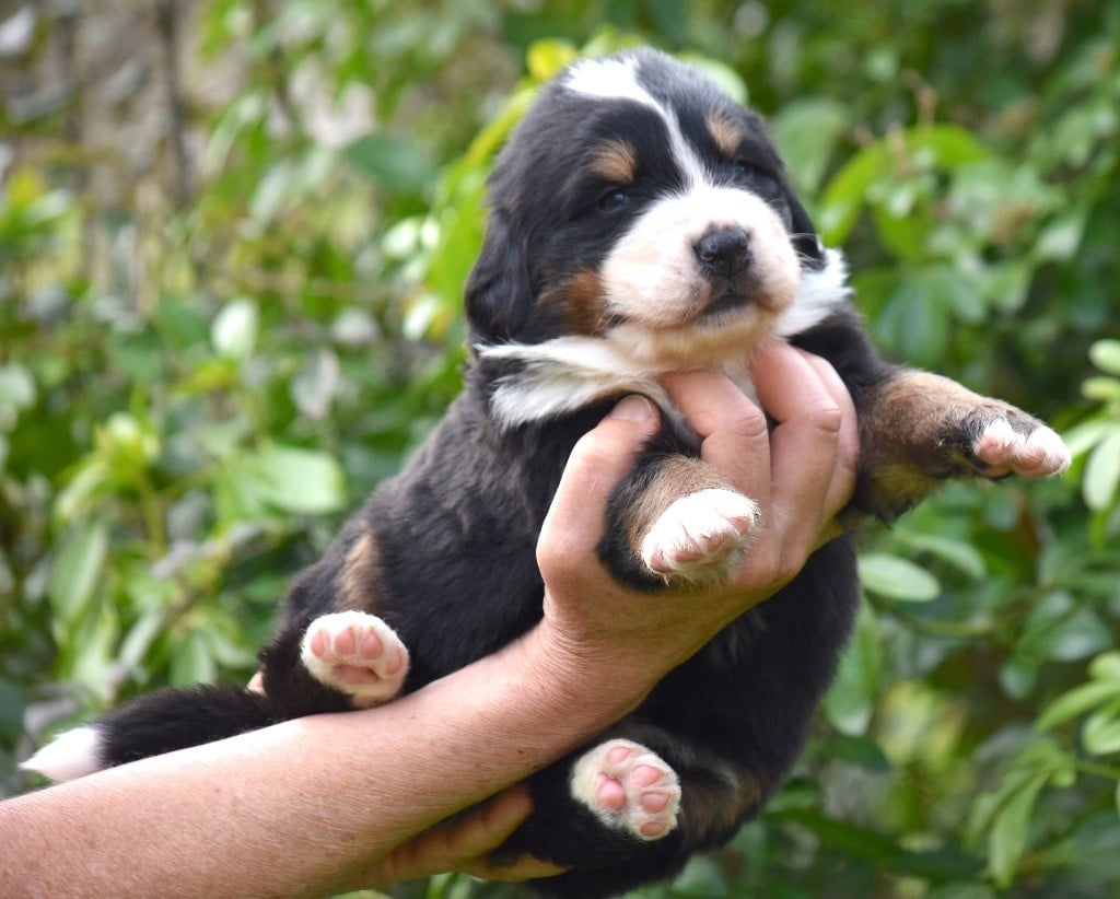 De la Ferme de la Pessoutie - Chiots disponibles - Bouvier Bernois