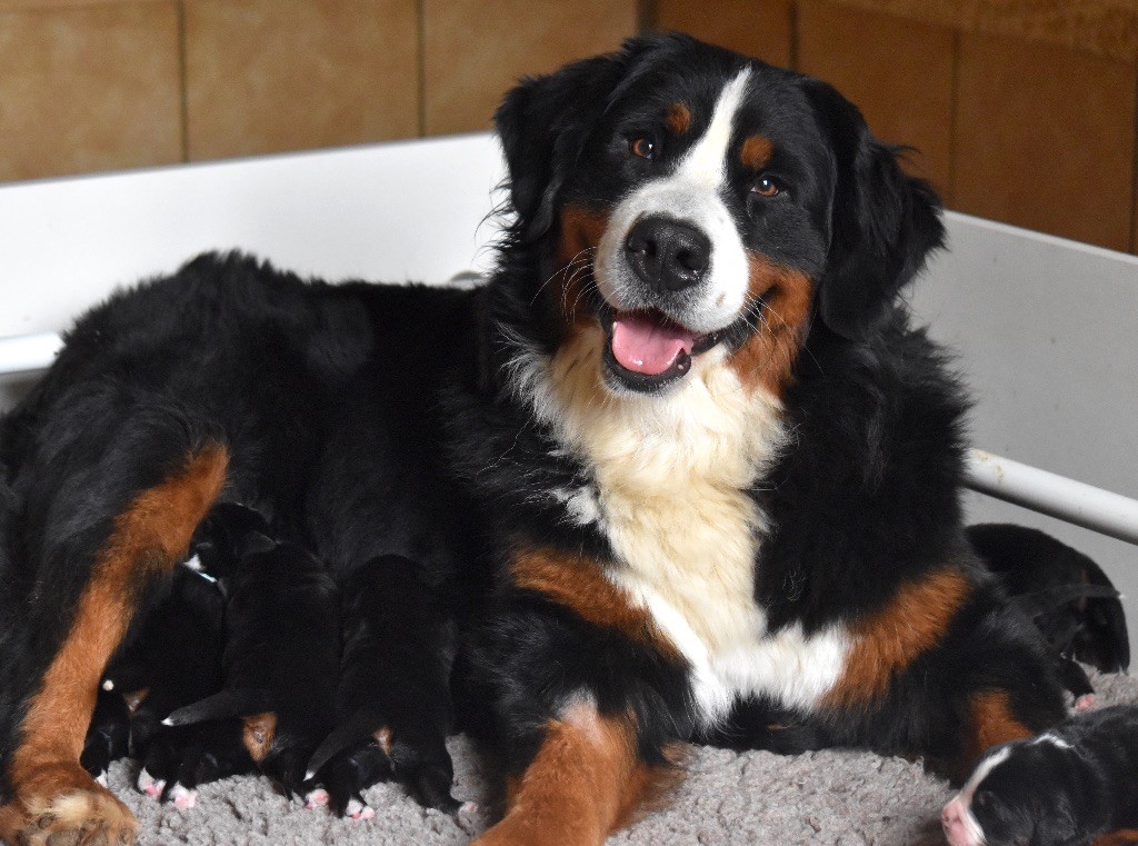 Chiot Bouvier Bernois De la Ferme de la Pessoutie