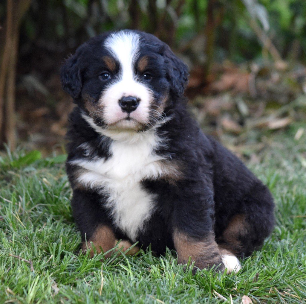 De la Ferme de la Pessoutie - Chiots disponibles - Bouvier Bernois