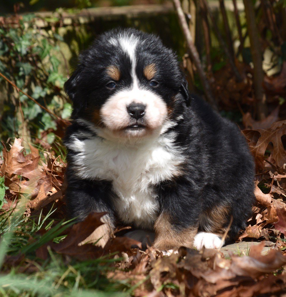 De la Ferme de la Pessoutie - Chiots disponibles - Bouvier Bernois