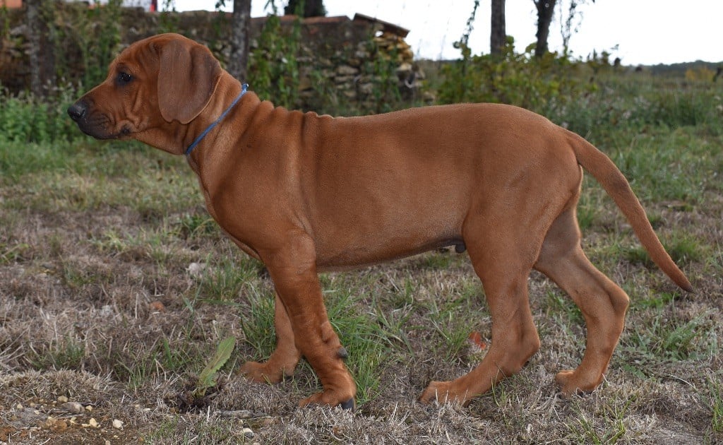 De la Ferme de la Pessoutie - Rhodesian Ridgeback - Portée née le 14/07/2022