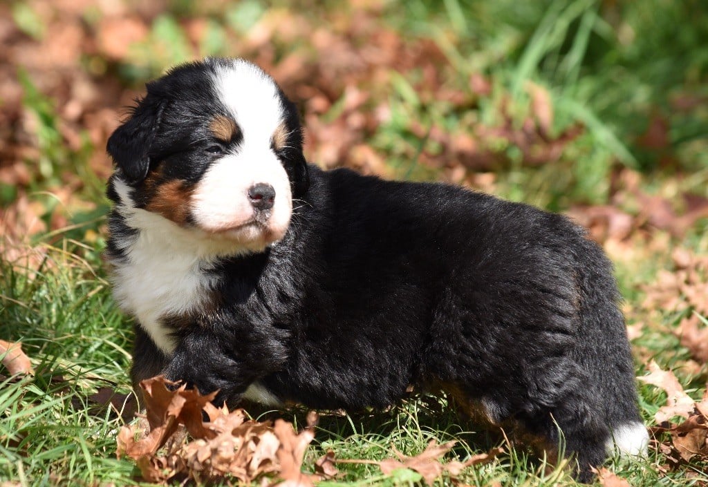 De la Ferme de la Pessoutie - Chiots disponibles - Bouvier Bernois