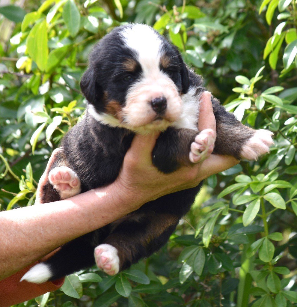 De la Ferme de la Pessoutie - Chiots disponibles - Bouvier Bernois