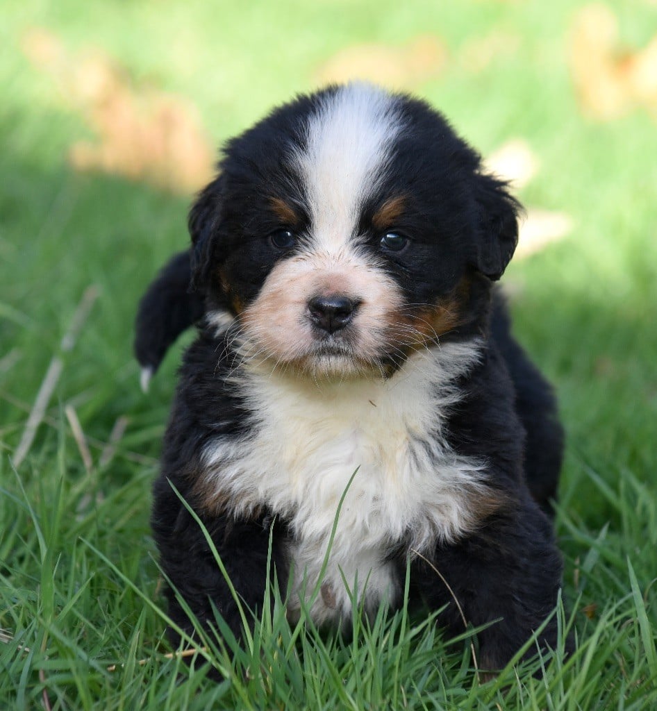 De la Ferme de la Pessoutie - Chiots disponibles - Bouvier Bernois