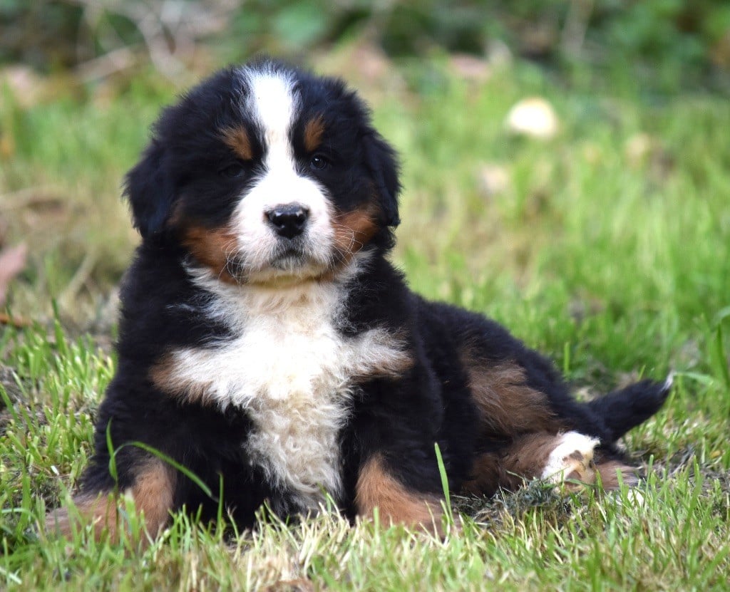 De la Ferme de la Pessoutie - Chiots disponibles - Bouvier Bernois