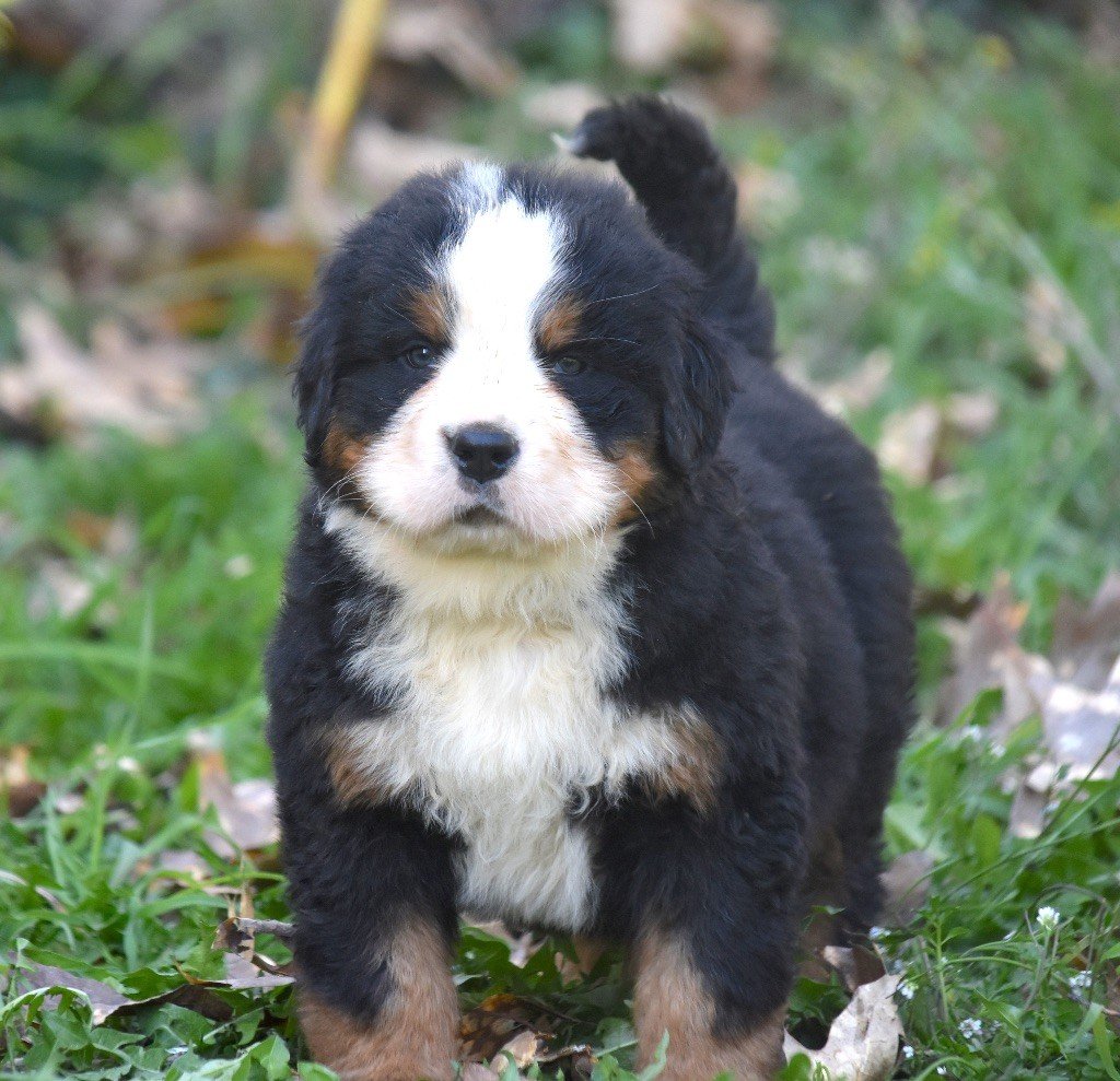 De la Ferme de la Pessoutie - Chiots disponibles - Bouvier Bernois