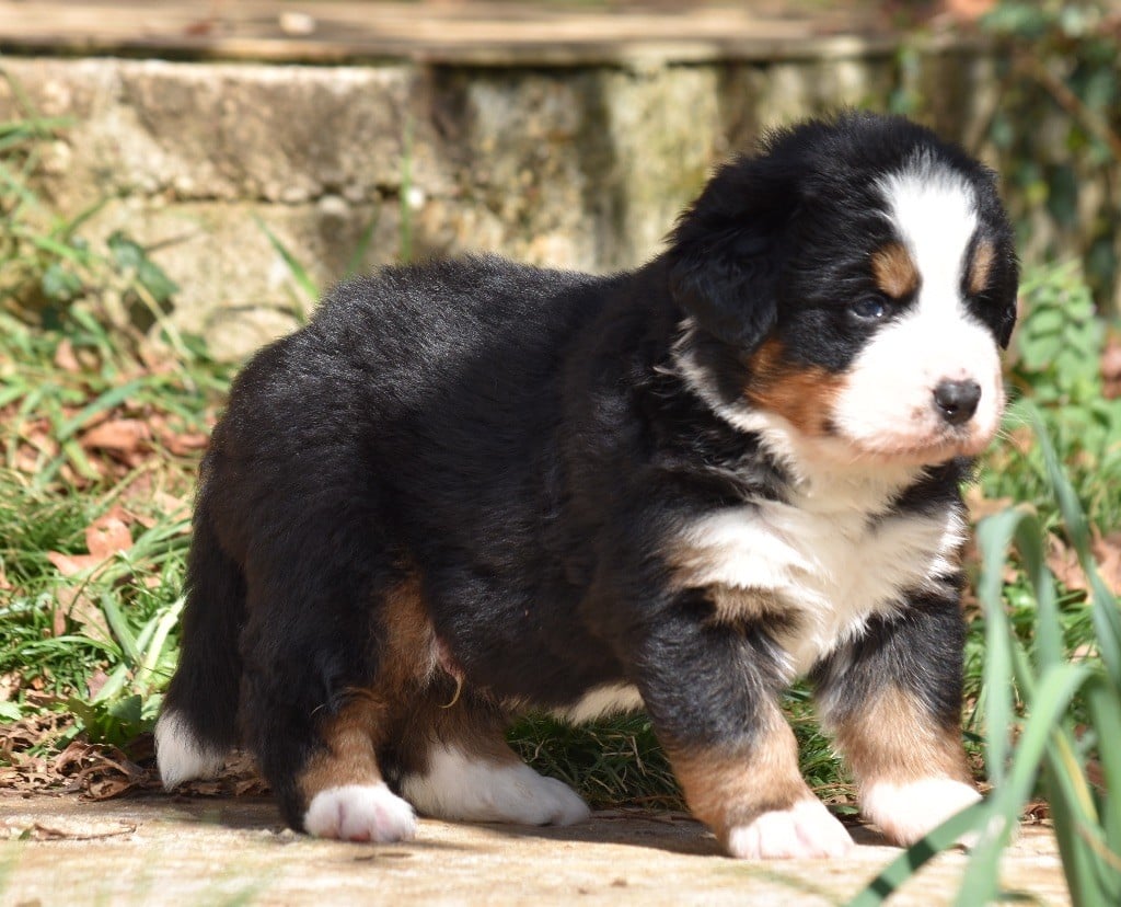 De la Ferme de la Pessoutie - Chiots disponibles - Bouvier Bernois