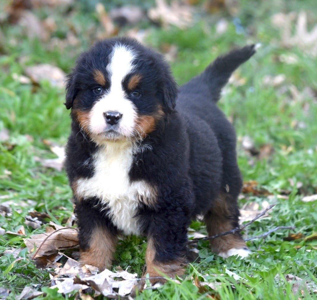 De la Ferme de la Pessoutie - Chiots disponibles - Bouvier Bernois