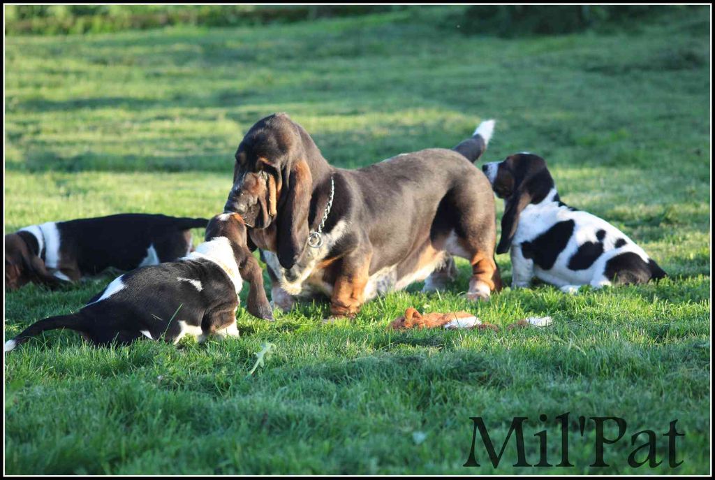 Chiot Basset Hound De La Montagne Aux Mil'pat