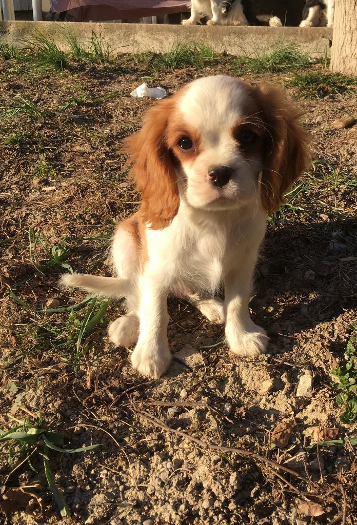 Du Relais D'Issanka - Cavalier King Charles Spaniel - Portée née le 05/11/2021