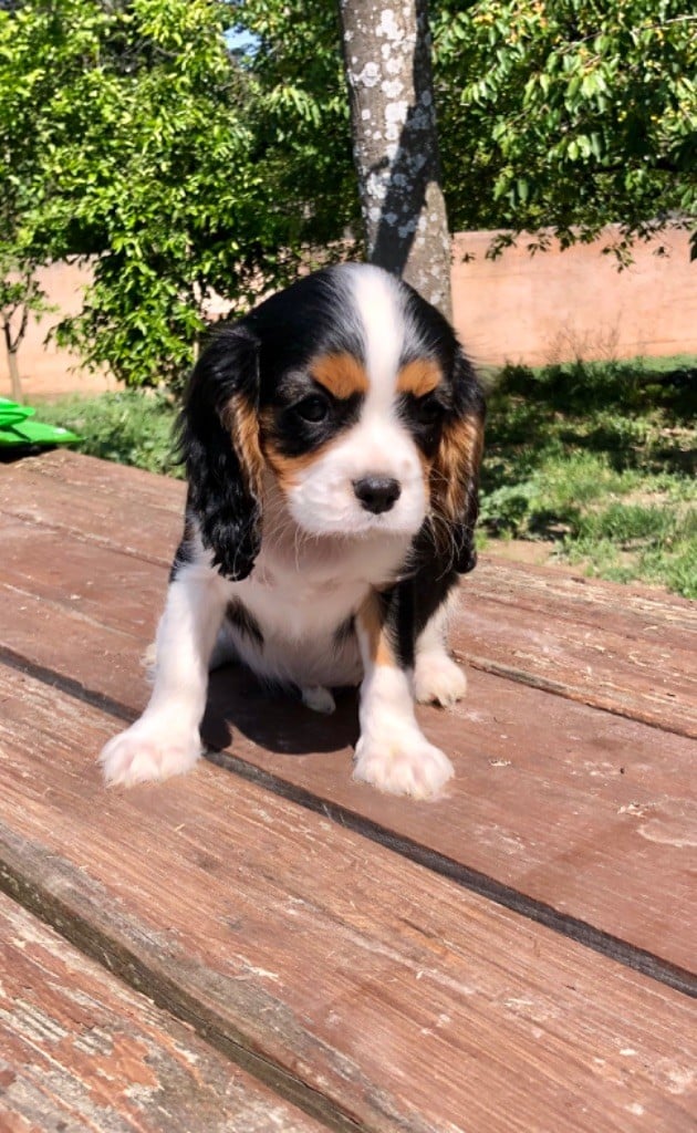 Du Relais D'Issanka - Chiots disponibles - Cavalier King Charles Spaniel