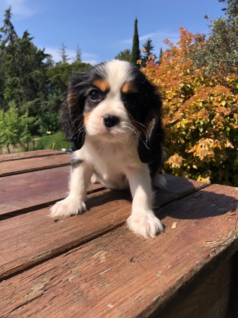 Du Relais D'Issanka - Chiots disponibles - Cavalier King Charles Spaniel