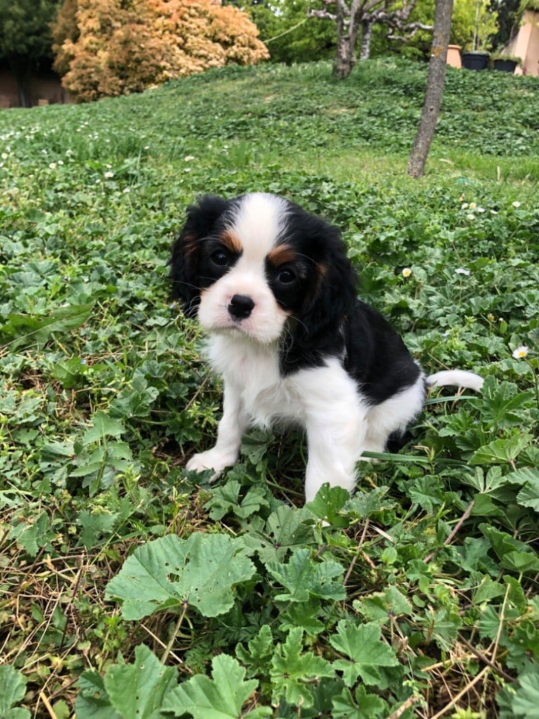 Du Relais D'Issanka - Cavalier King Charles Spaniel - Portée née le 13/03/2024