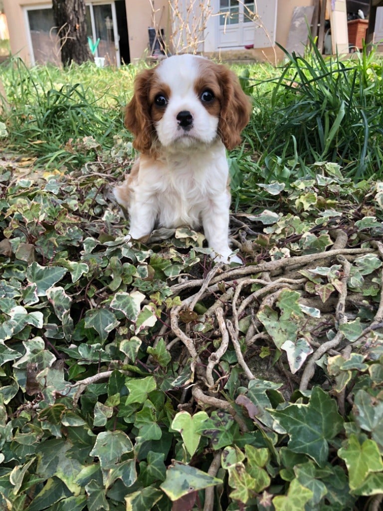 Du Relais D'Issanka - Chiots disponibles - Cavalier King Charles Spaniel