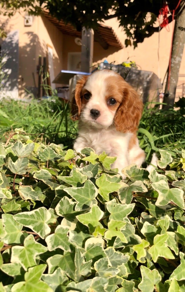 Du Relais D'Issanka - Cavalier King Charles Spaniel - Portée née le 13/09/2024