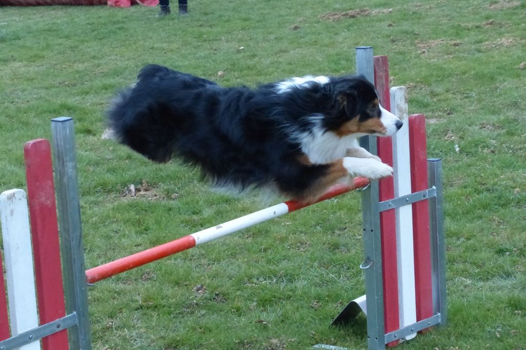 De L'étoile Des Louves - Agility