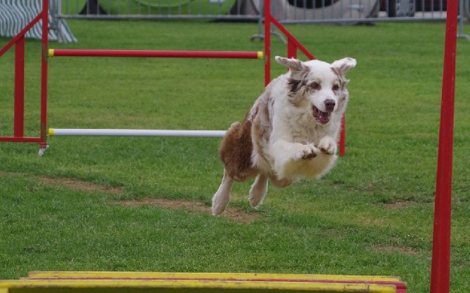 De L'étoile Des Louves - Agility