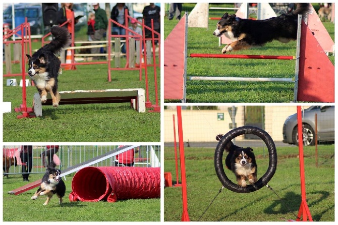 De L'étoile Des Louves - Brevet d'agility