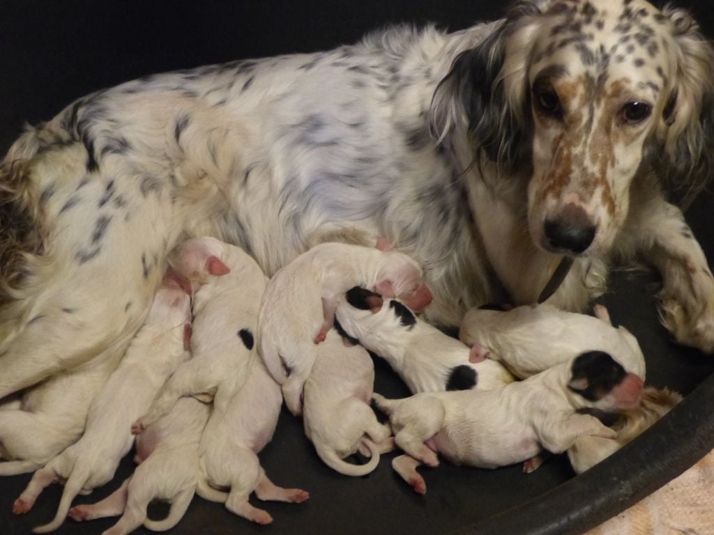 Chiot Setter Anglais Des Monts D'occitanie