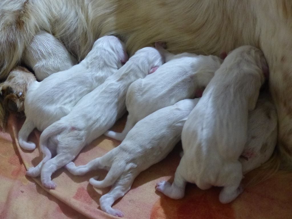 Chiot Setter Anglais Des Monts D'occitanie