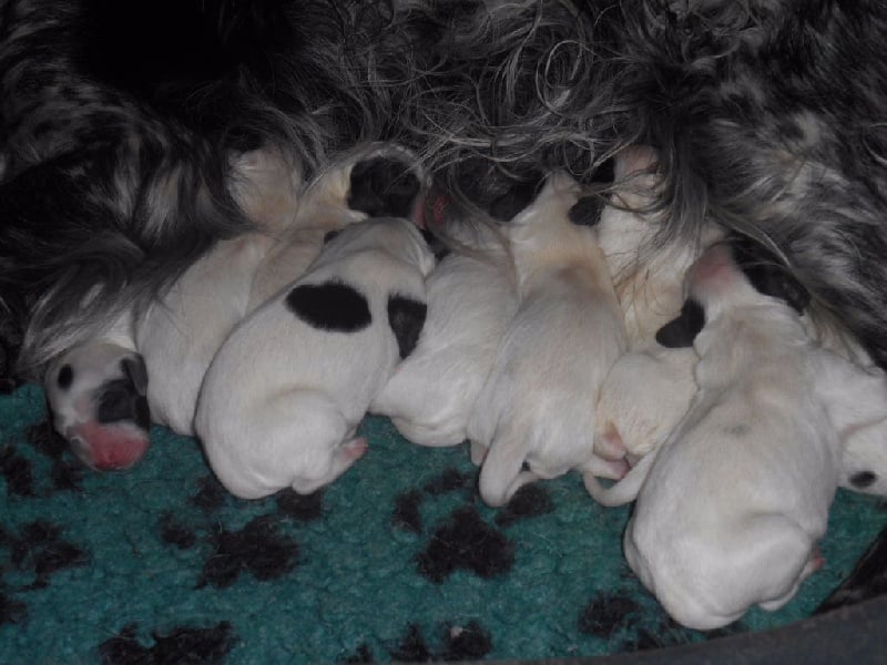 Chiot Setter Anglais Des Monts D'occitanie