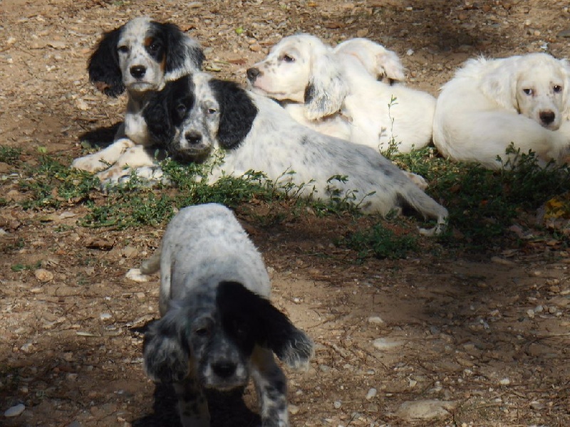 Des Monts D'occitanie - Setter Anglais - Portée née le 27/07/2015