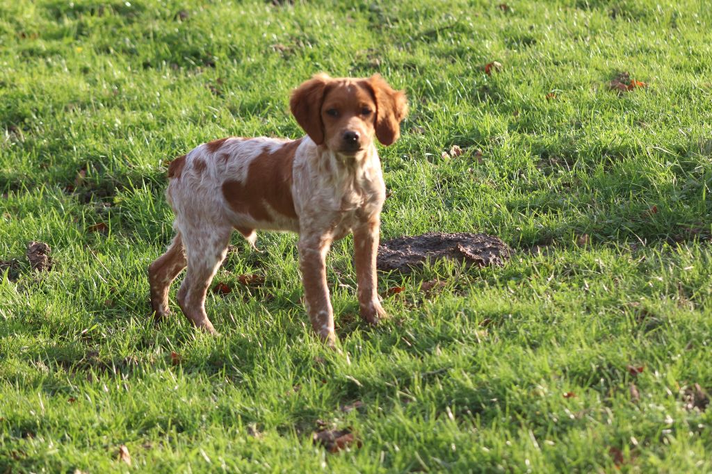 Des Plumes Des Marais Du Cotentin - Chiots disponibles - Epagneul Breton