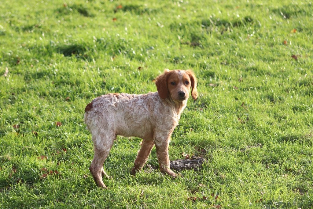 Des Plumes Des Marais Du Cotentin - Chiots disponibles - Epagneul Breton