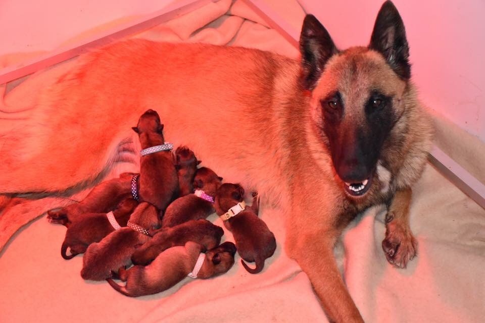 Chiot Berger Belge De La Lignée Royale