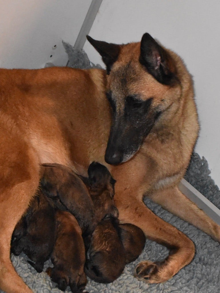 Chiot Berger Belge De La Lignée Royale