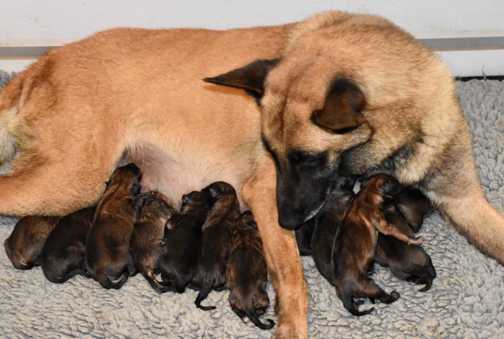 Chiot Berger Belge De La Lignée Royale