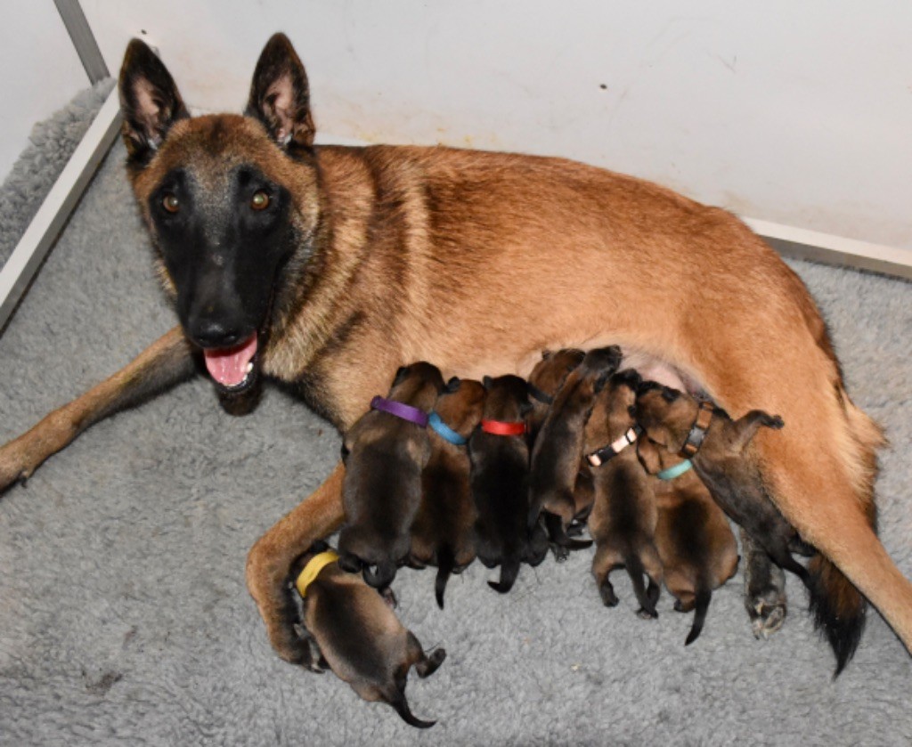 Chiot Berger Belge De La Lignée Royale