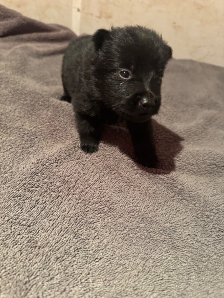 De La Lignée Royale - Chiots disponibles - Schipperke