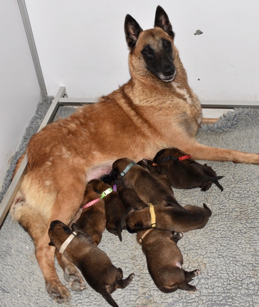 Chiot Berger Belge De La Lignée Royale