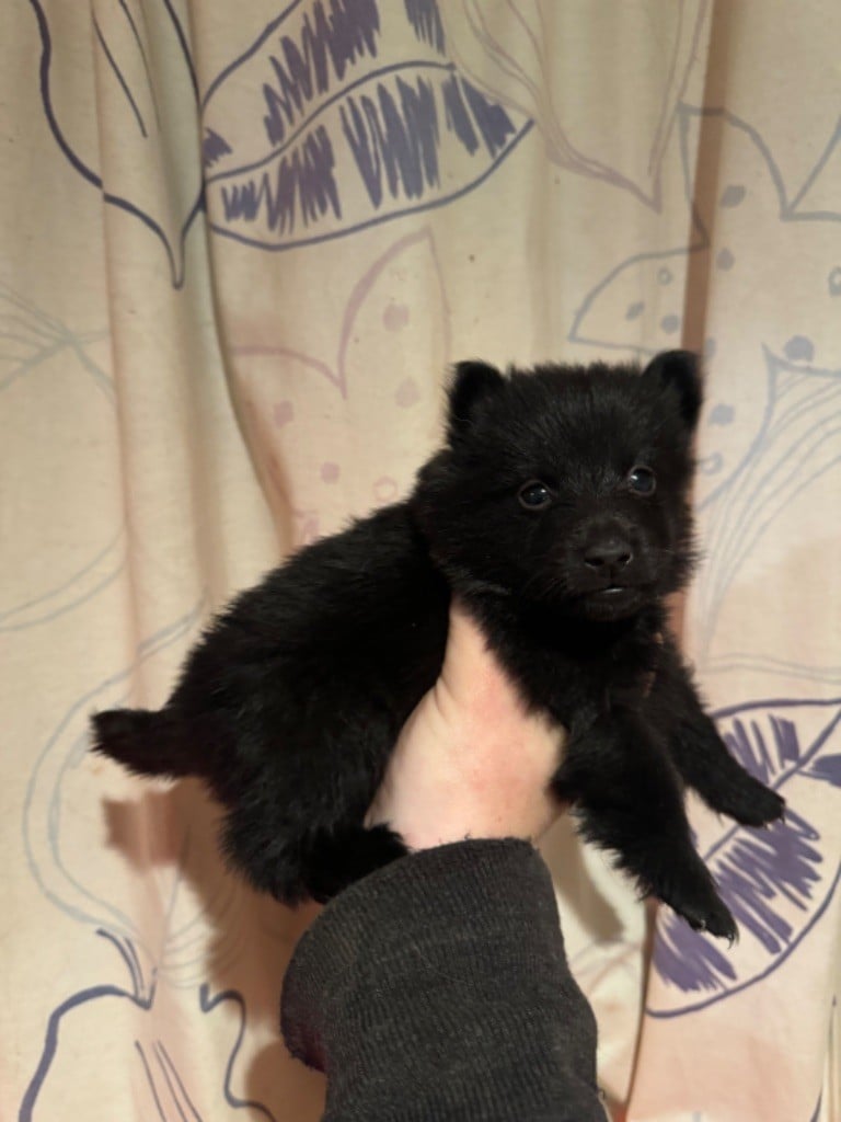 De La Lignée Royale - Chiots disponibles - Schipperke