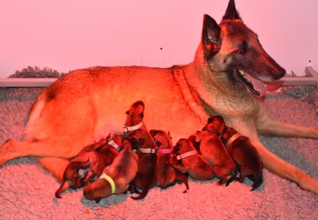 Chiot Berger Belge De La Lignée Royale