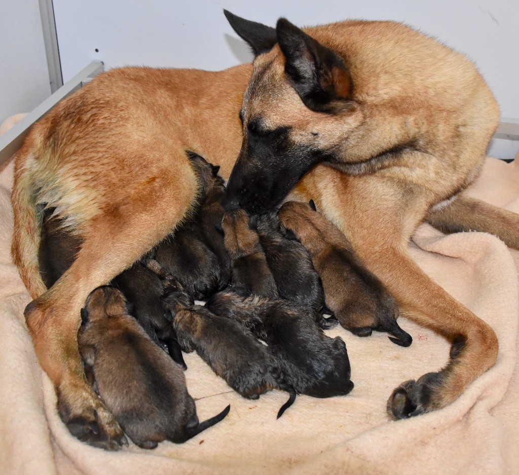 Chiot Berger Belge De La Lignée Royale