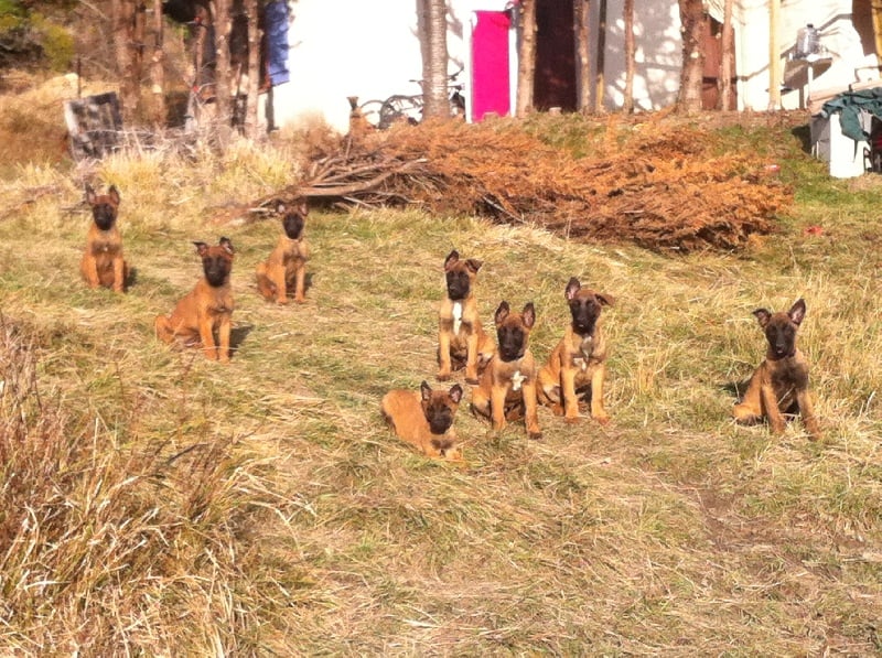 Chiot Berger Belge De La Lignée Royale