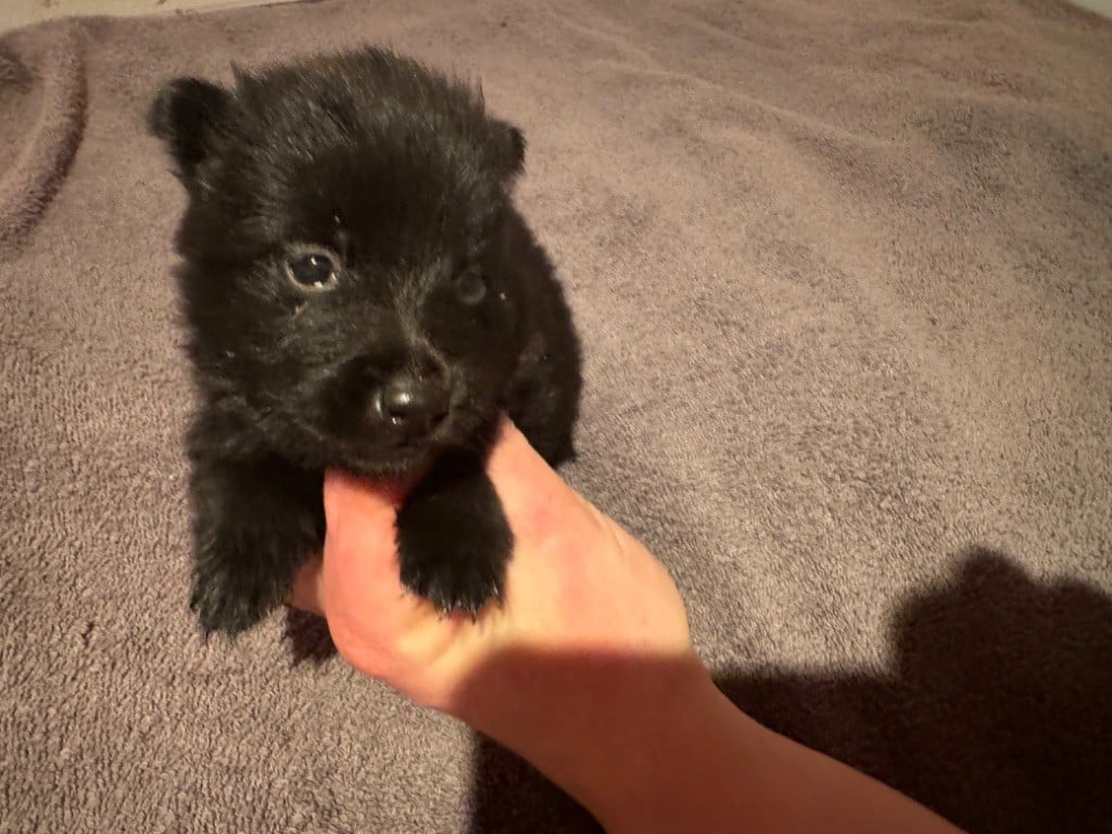 De La Lignée Royale - Chiots disponibles - Schipperke