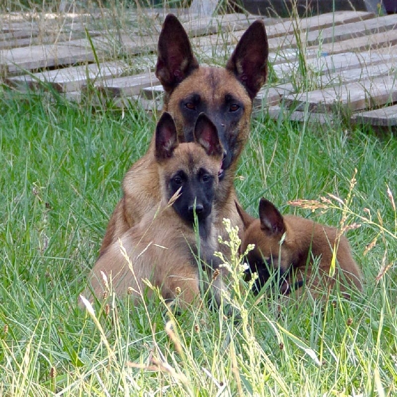 Chiot Berger Belge De La Lignée Royale