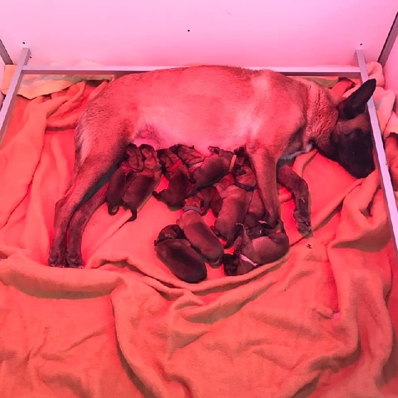 Chiot Berger Belge De La Lignée Royale