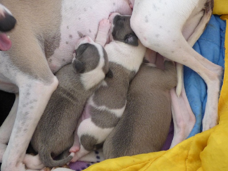 Chiot Whippet Des Filles D'eole