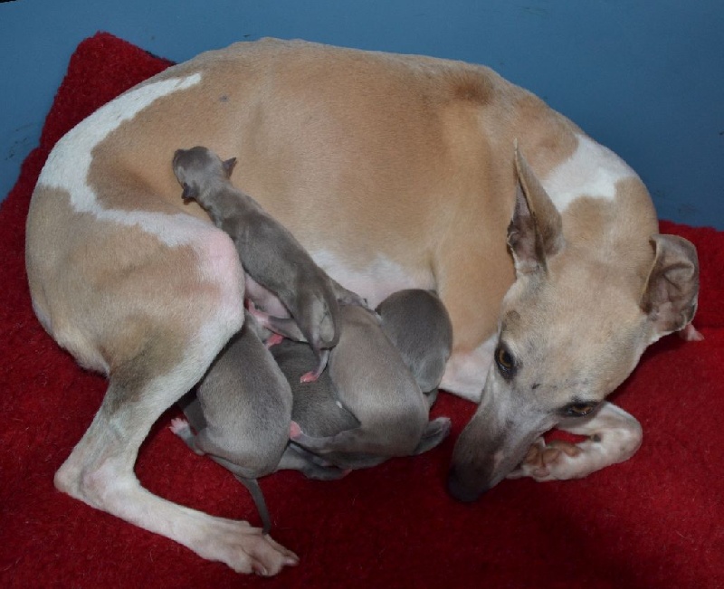 Chiot Whippet Des Filles D'eole