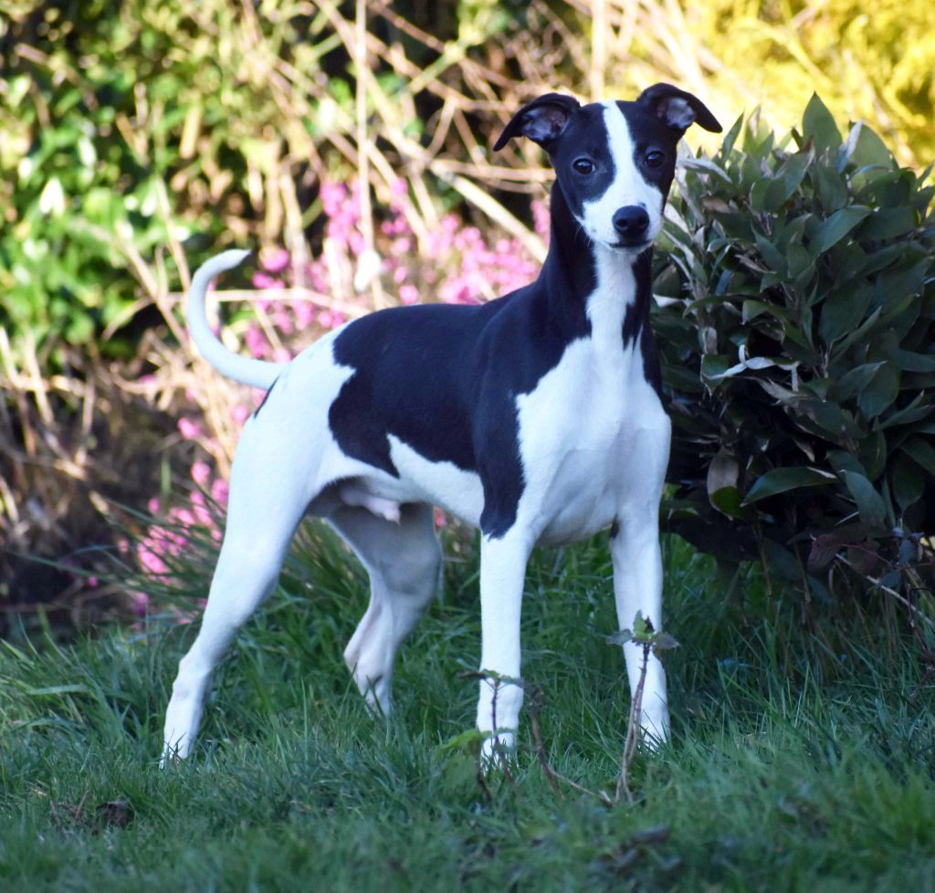 Chiot Whippet Des Filles D'eole